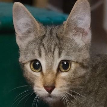 Enlarge Sable, a Adoptable mixed breed in Buhl, ID image 2/3