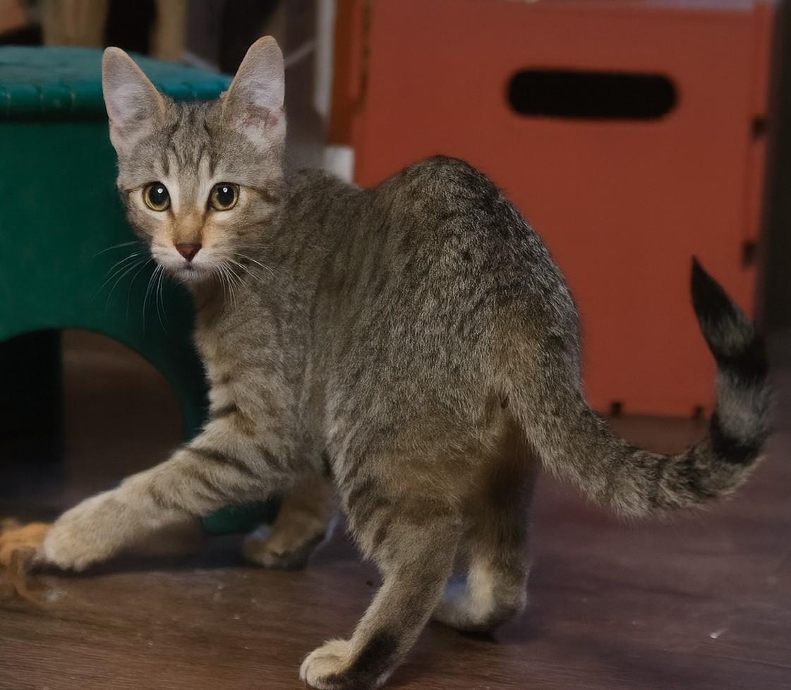 Enlarge Sable, a Adoptable mixed breed in Buhl, ID image 3/3