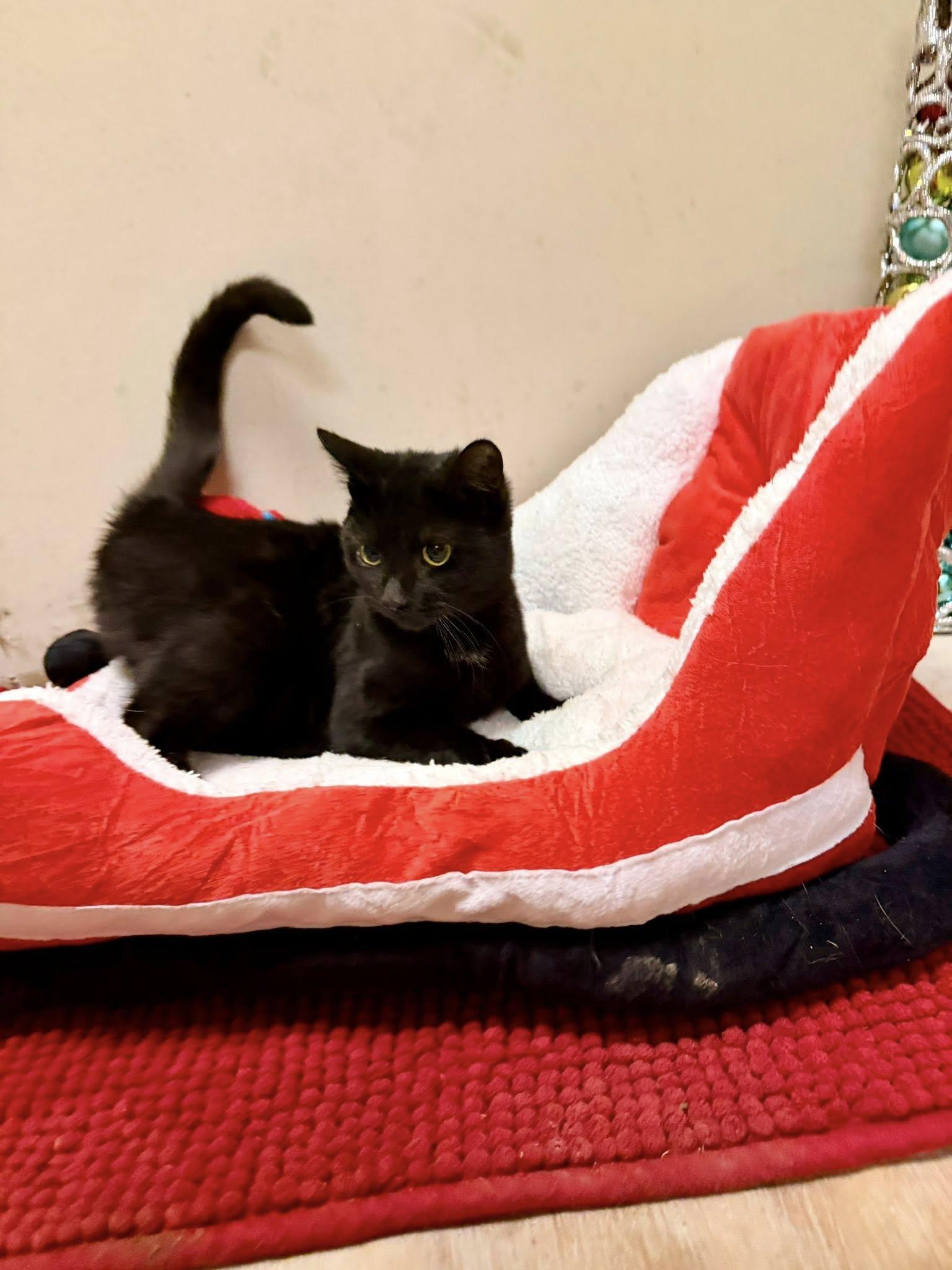 Riley, Adoptable, Young Female Domestic Short Hair.