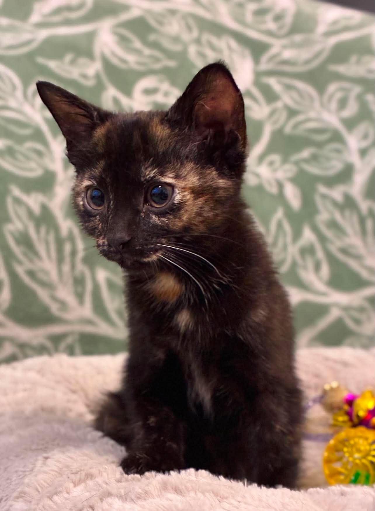 Enlarge Maze, a Adoptable Domestic Short Hair in Mt laurel Township, NJ image 5/6
