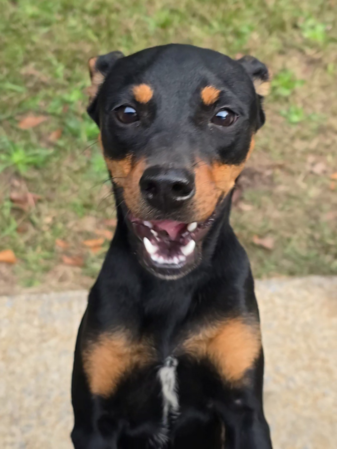 Biscuit and Gravy, a Adoptable mixed breed in Warwick , RI image 1/2