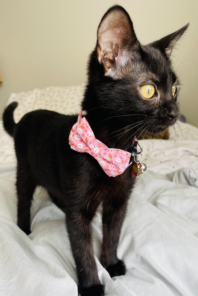 Baby Girl, Adoptable, Kitten Female Domestic Short Hair.