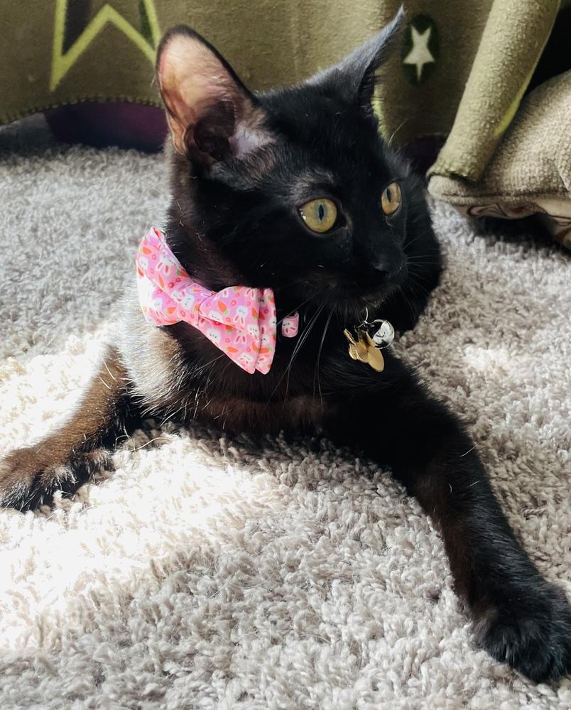 Enlarge Baby Girl, a Adoptable Domestic Short Hair in Salisbury, NC image 2/3