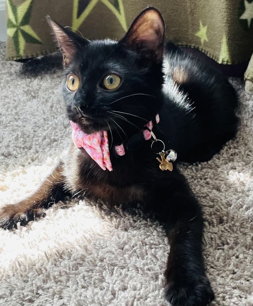 Enlarge Baby Girl, a Adoptable Domestic Short Hair in Salisbury, NC image 3/3