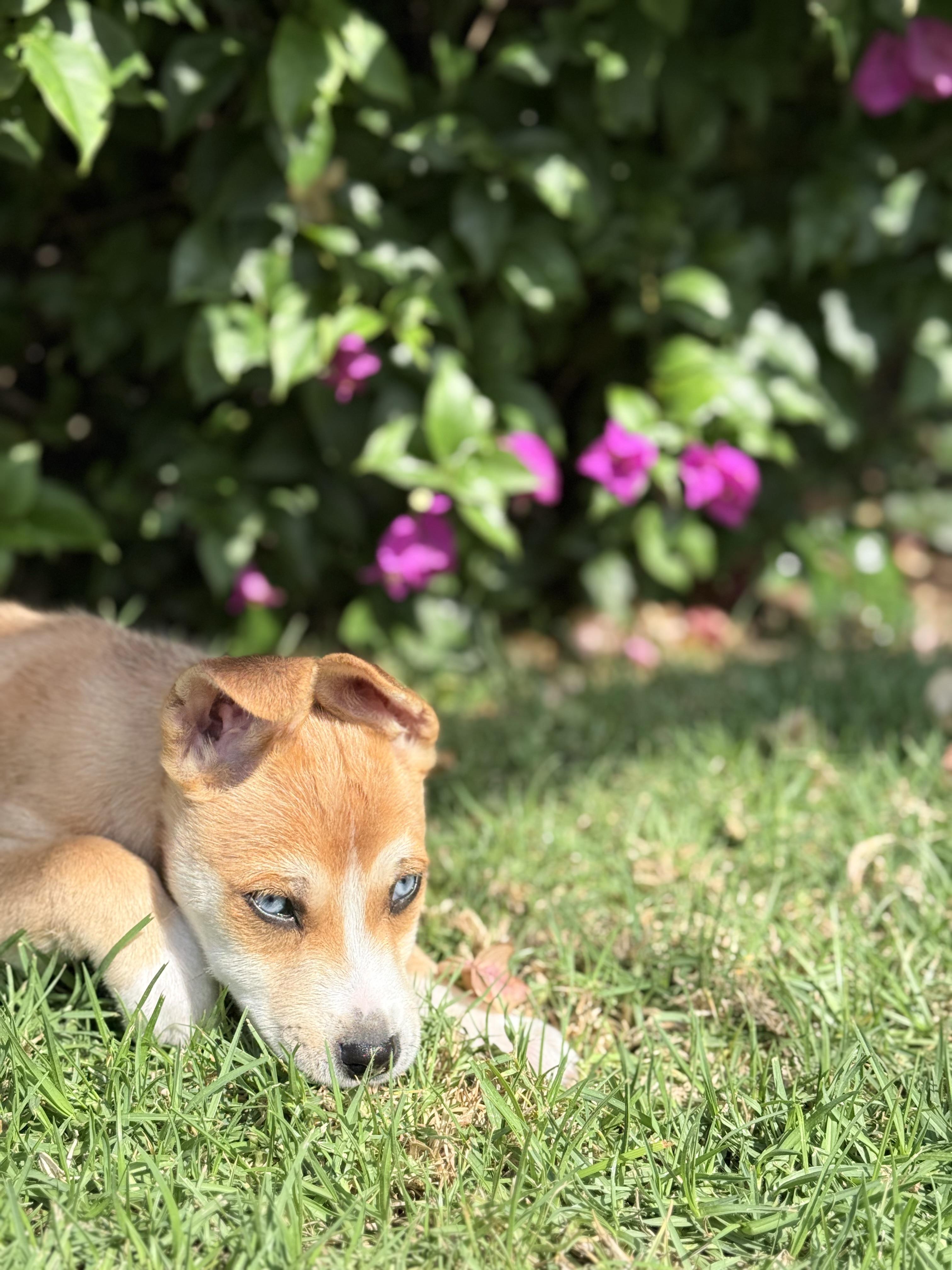 Enlarge Kai, an adopted mixed breed in San Diego, CA image 4/4