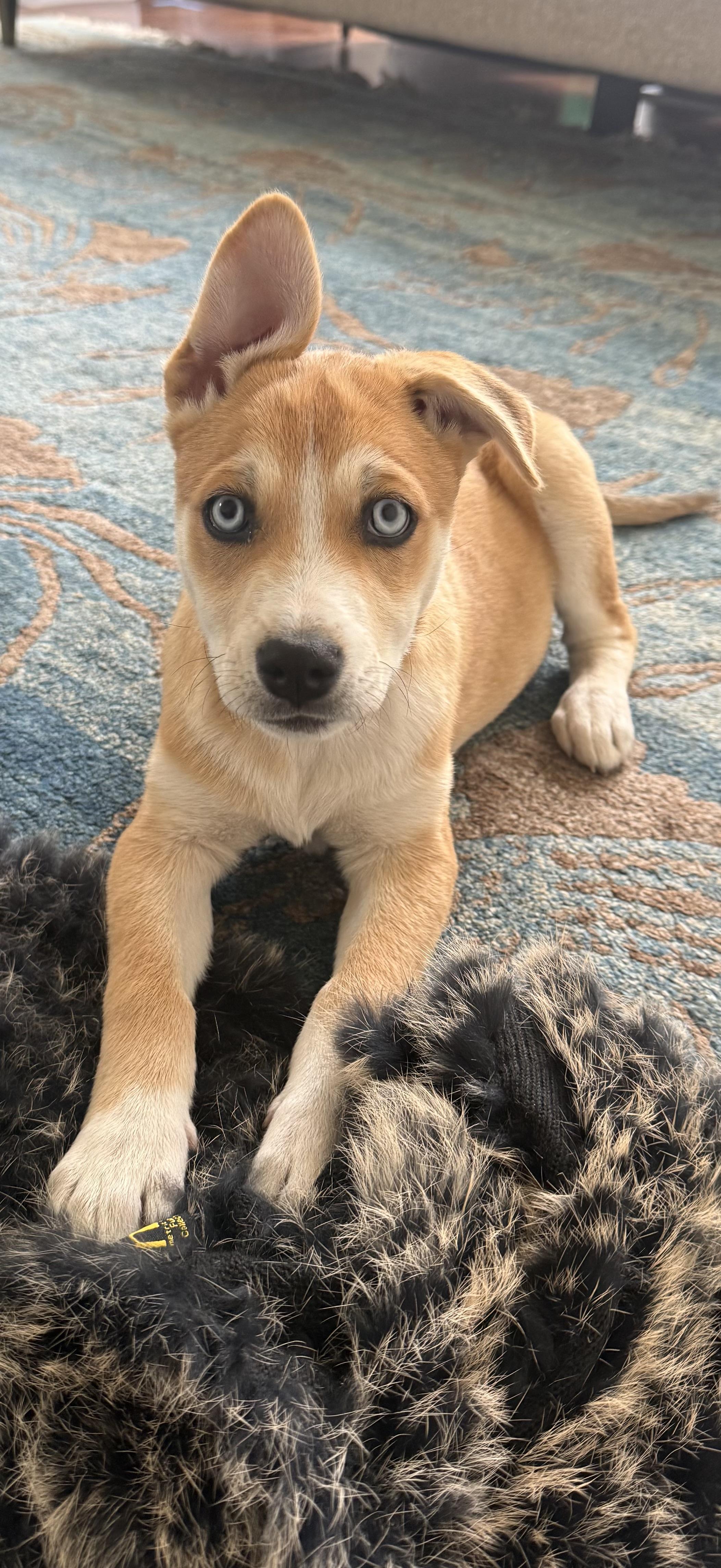 Kai, ADOPTABLE, Puppy Male Husky & Labrador Retriever.