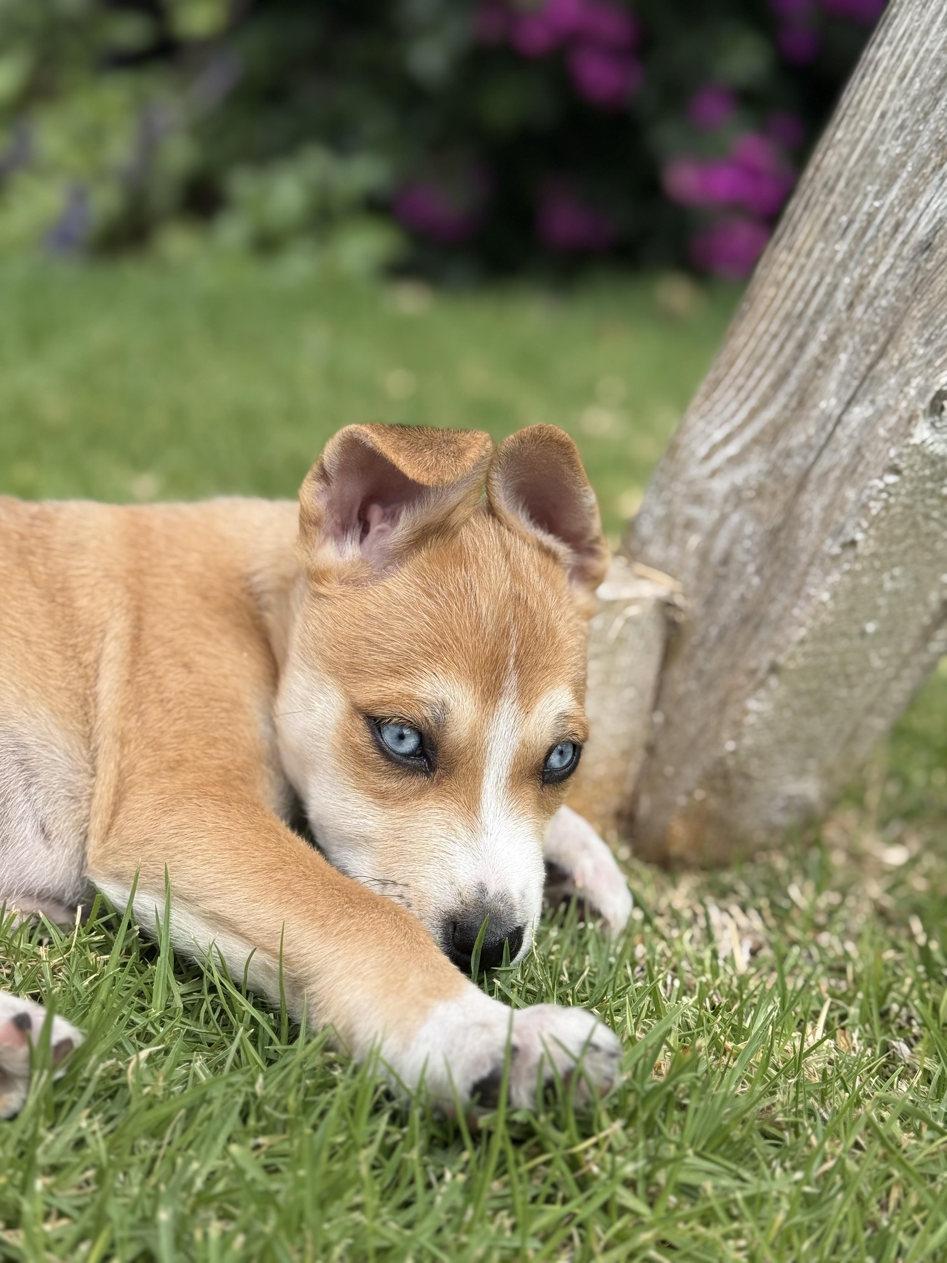 Enlarge Kai, an adopted mixed breed in San Diego, CA image 3/4