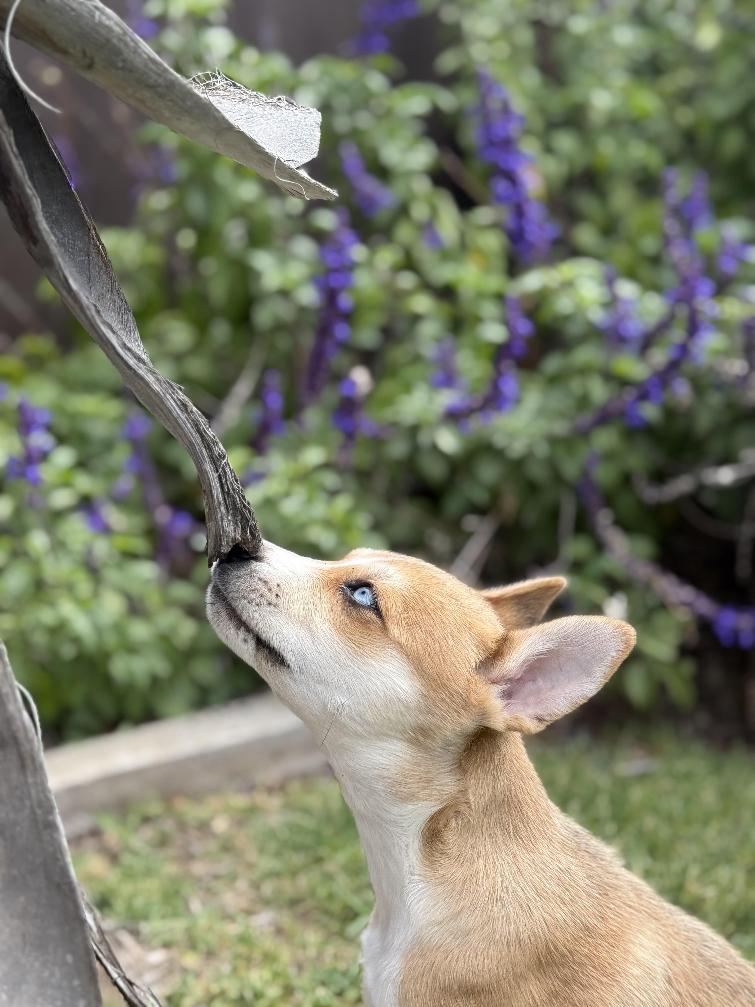 Enlarge Kai, an adopted mixed breed in San Diego, CA image 2/4