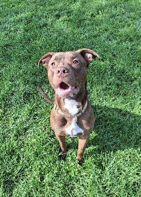 JOHN, Adoptable, Adult Male Pit Bull Terrier.