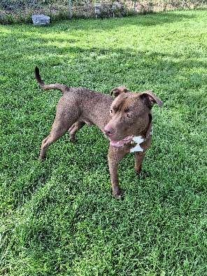 JOHN, an adoptable Pit Bull Terrier in Ironwood, MI, 49938 | Photo Image 2