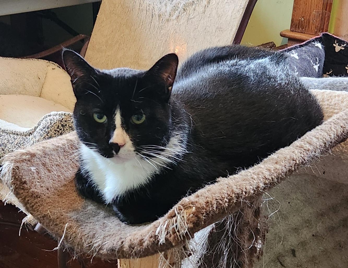 Oreo, Adoptable, Adult Male Domestic Short Hair.