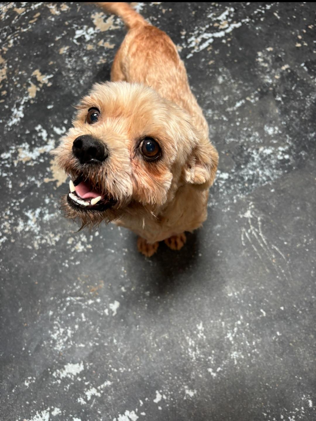 Enlarge Bambi, a Adopted Yorkshire Terrier in Cockrell Hill, TX image 1/2