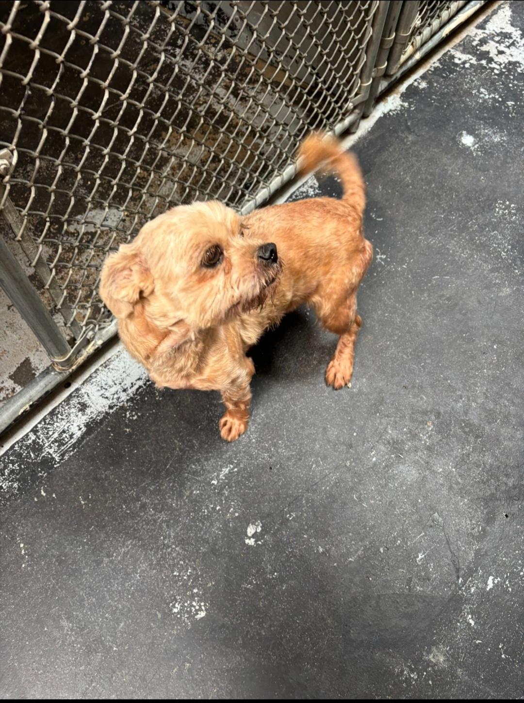 Enlarge Bambi, a Adopted Yorkshire Terrier in Cockrell Hill, TX image 2/2