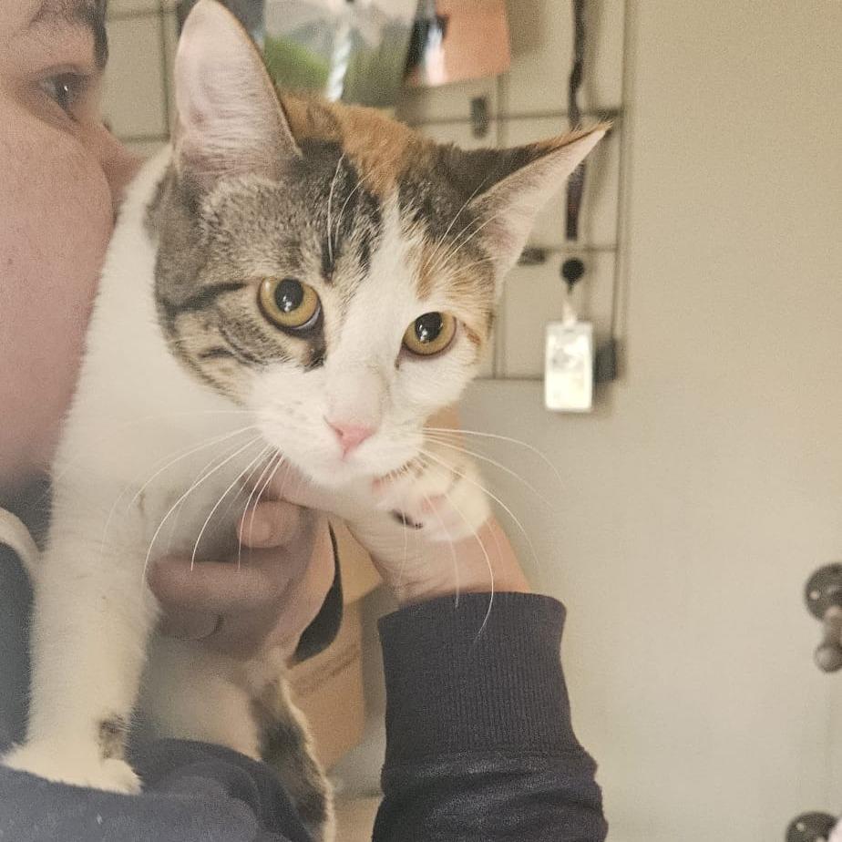 Marzipan, a Adoptable Domestic Short Hair in Columbia, MO image 1/4