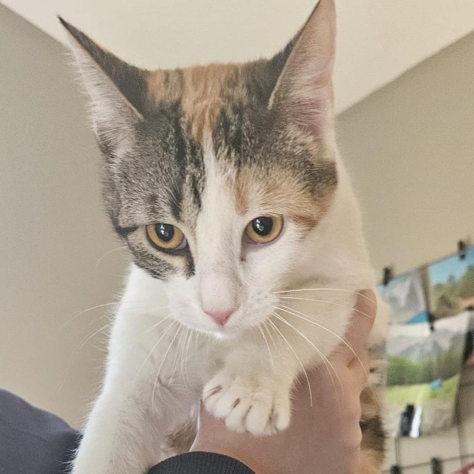 Marzipan, a Adoptable Domestic Short Hair in Columbia, MO image 2/4