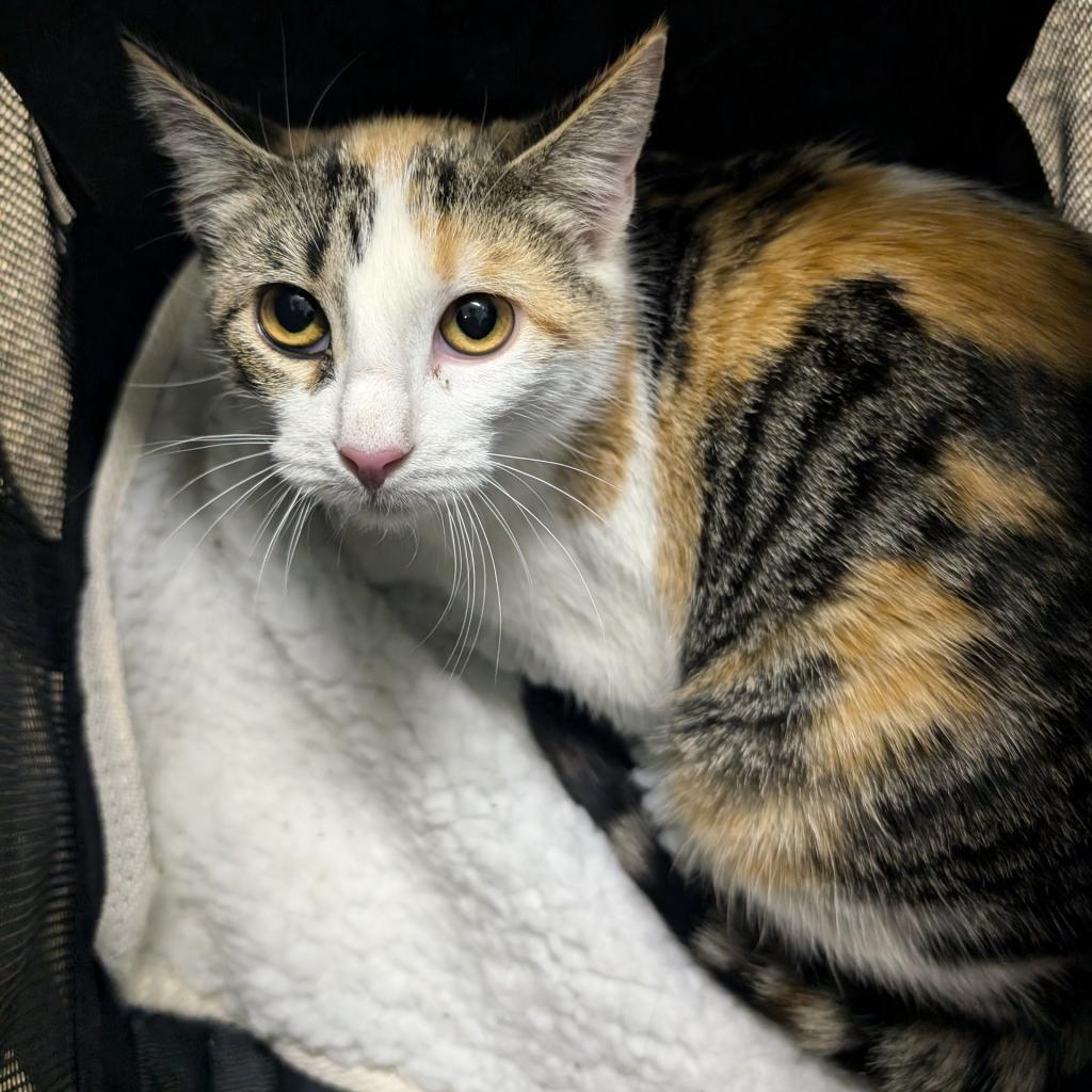 Marzipan, a Adoptable Domestic Short Hair in Columbia, MO image 3/4