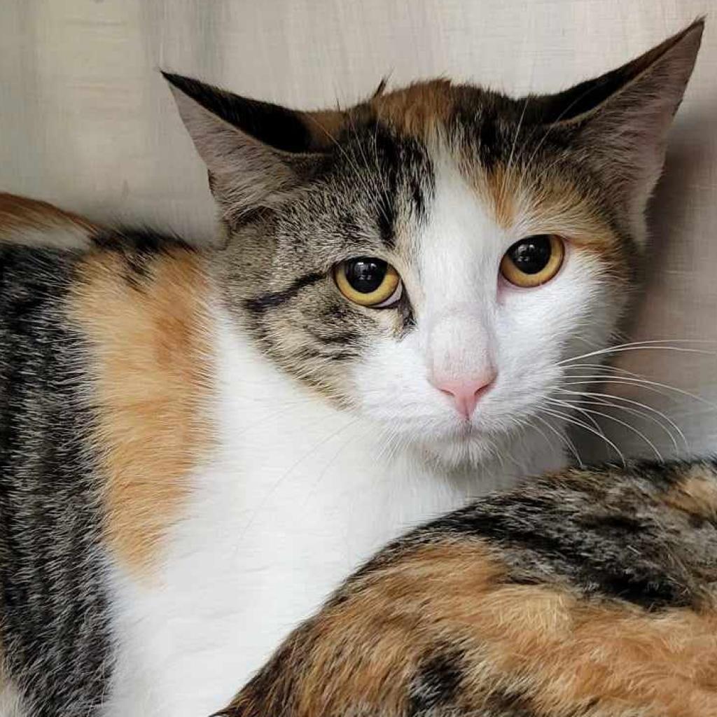 Marzipan, a Adoptable Domestic Short Hair in Columbia, MO image 4/4