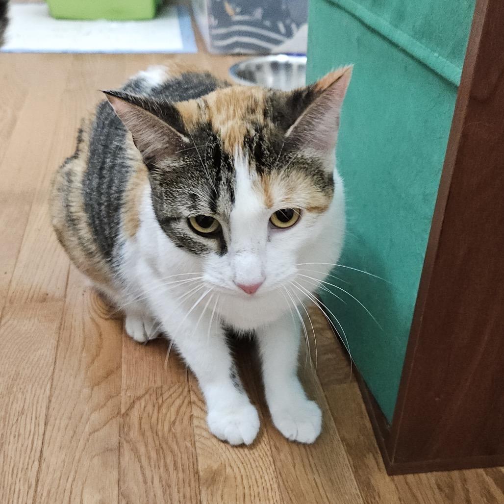 Marzipan, a Adoptable Domestic Short Hair in Columbia, MO image 4/4