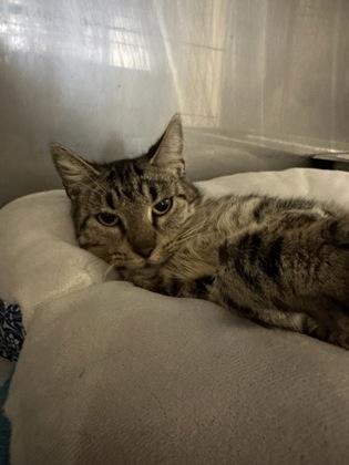 Elizabeth, Adoptable, Young Female Domestic Medium Hair & Domestic Short Hair.