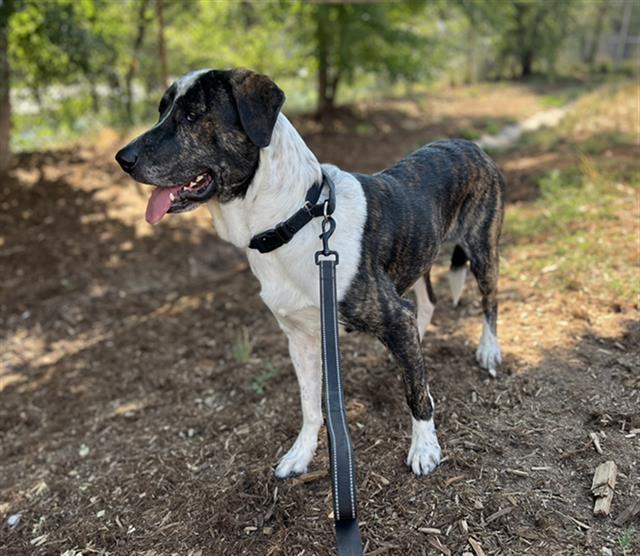 SCOUT, Adoptable, Young Male Labrador Retriever & Mixed Breed.