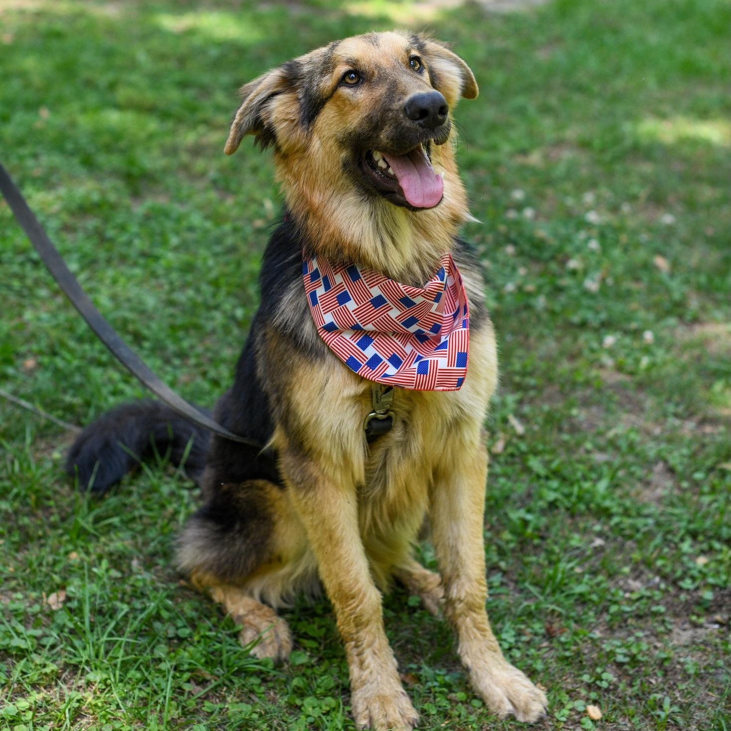 Enlarge Sanji, a Adoptable mixed breed in Argyle, NY image 1/6