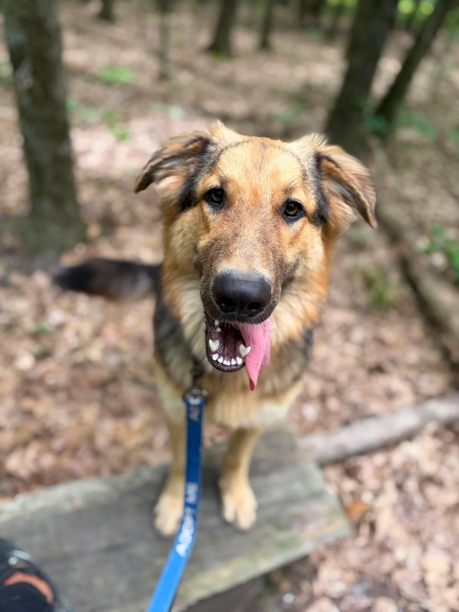 Enlarge Sanji, a Adoptable mixed breed in Argyle, NY image 1/6