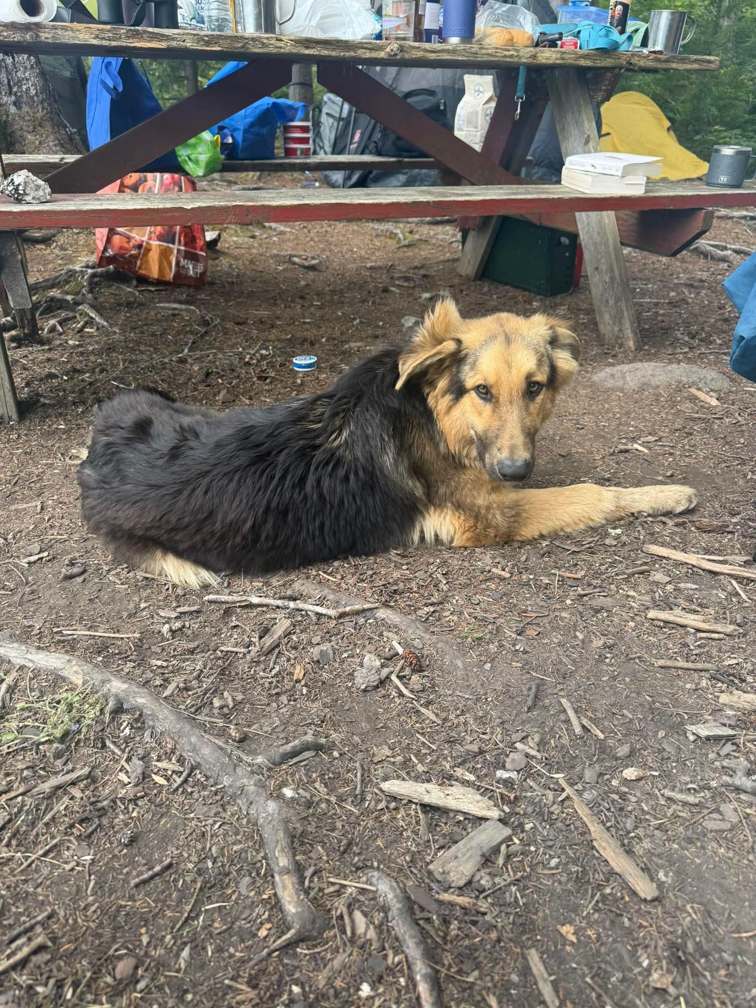 Enlarge Sanji, a Adoptable mixed breed in Argyle, NY image 4/6