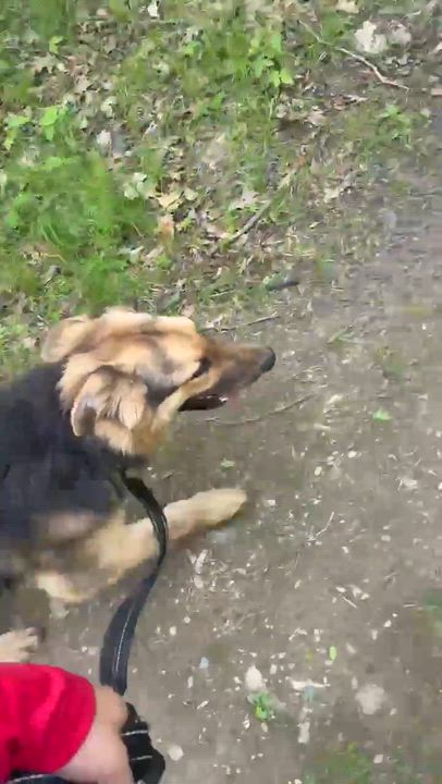 Enlarge Sanji, a Adoptable mixed breed in Argyle, NY video 6/6