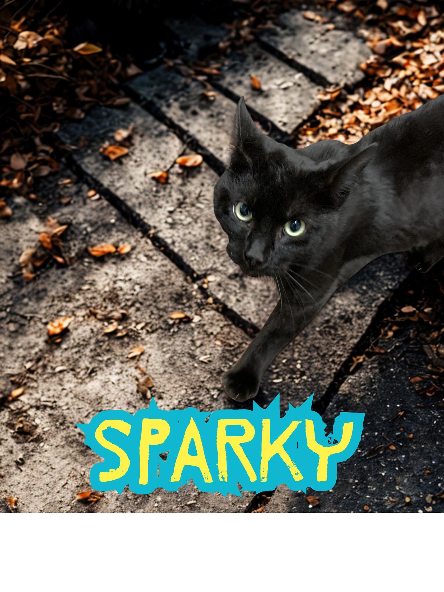 Sparky, ADOPTABLE, Young Male Domestic Short Hair.