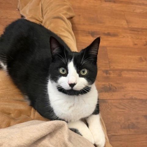 Jeeves, Adoptable, Young Male Domestic Short Hair.