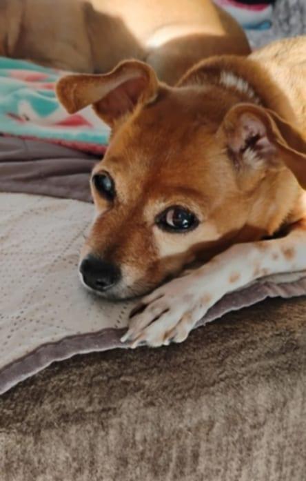 Freddie, adoptable, Adult Male Chihuahua.