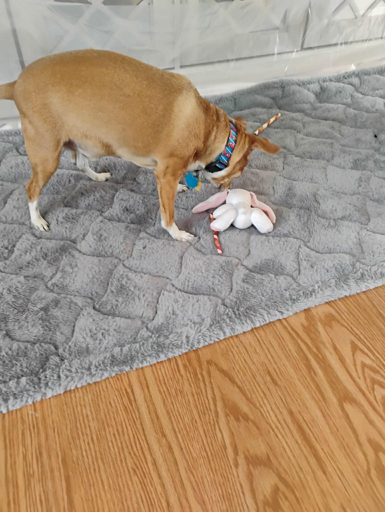 Enlarge Freddie, an adoptable Chihuahua in Brunswick, ME image 4/4