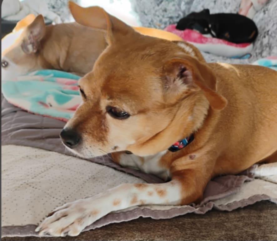 Freddie, an adoptable Chihuahua in Brunswick, ME image 2/4