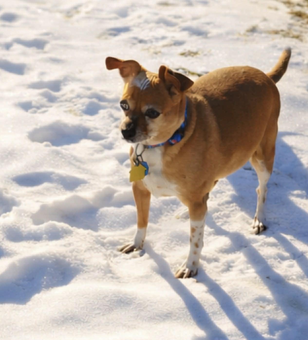 Enlarge Freddie, an adoptable Chihuahua in Brunswick, ME image 2/4