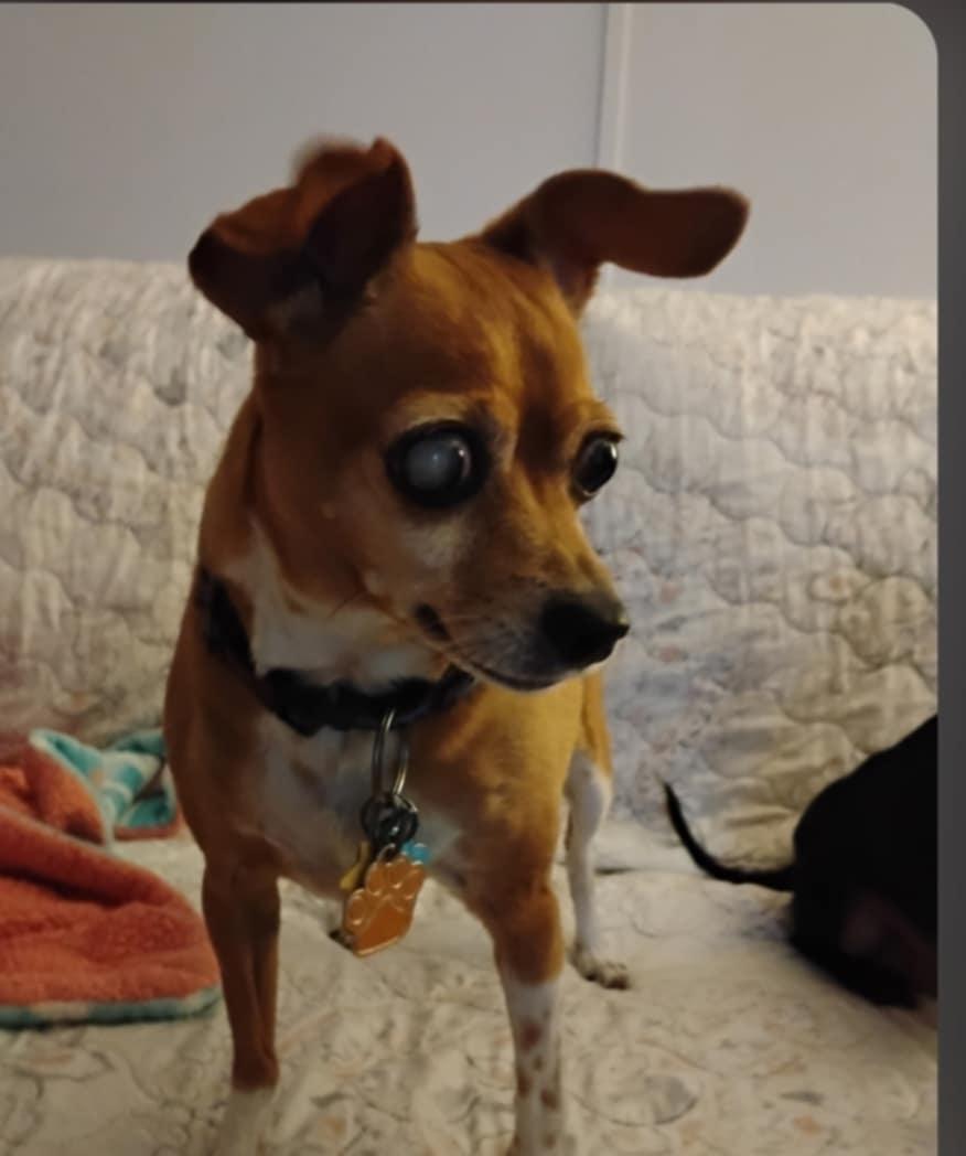 Freddie, an adoptable Chihuahua in Brunswick, ME image 3/4