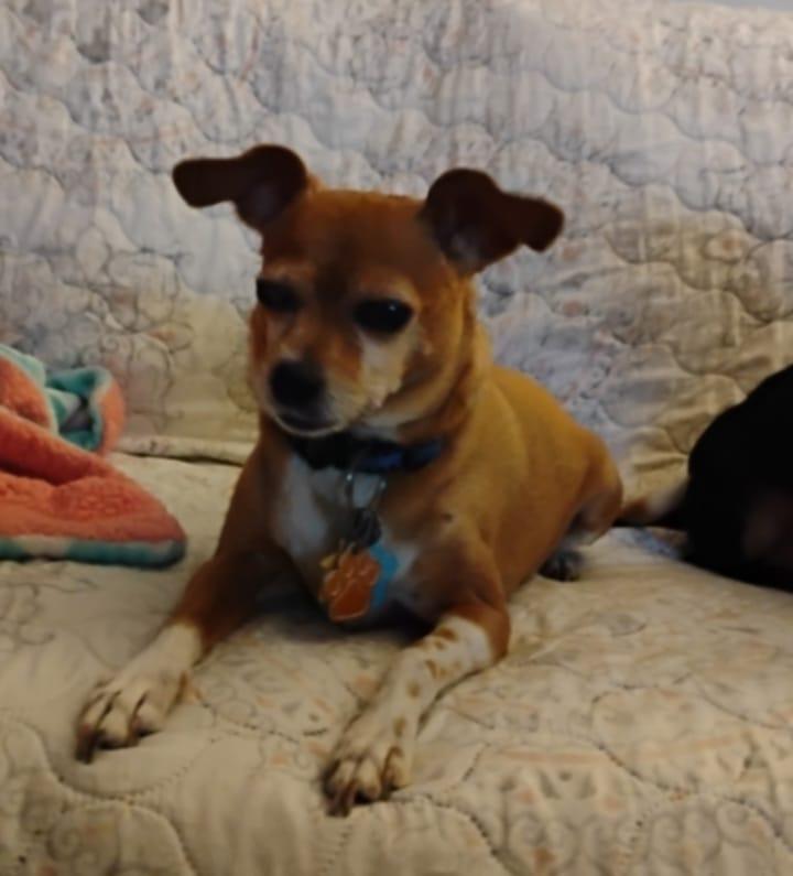 Freddie, an adoptable Chihuahua in Brunswick, ME image 4/4