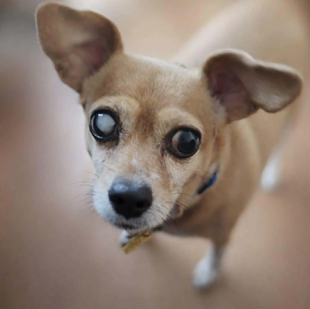 Enlarge Freddie, an adoptable Chihuahua in Brunswick, ME image 3/4