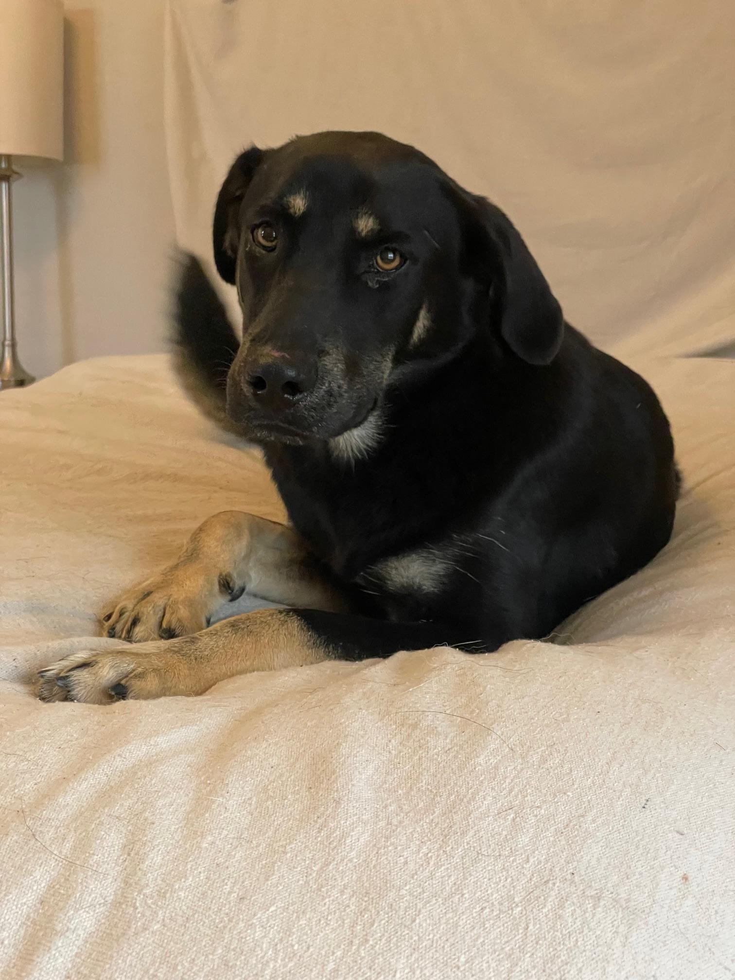 Amazing Remy, ADOPTABLE, Young Male Labrador Retriever & German Shepherd Dog.