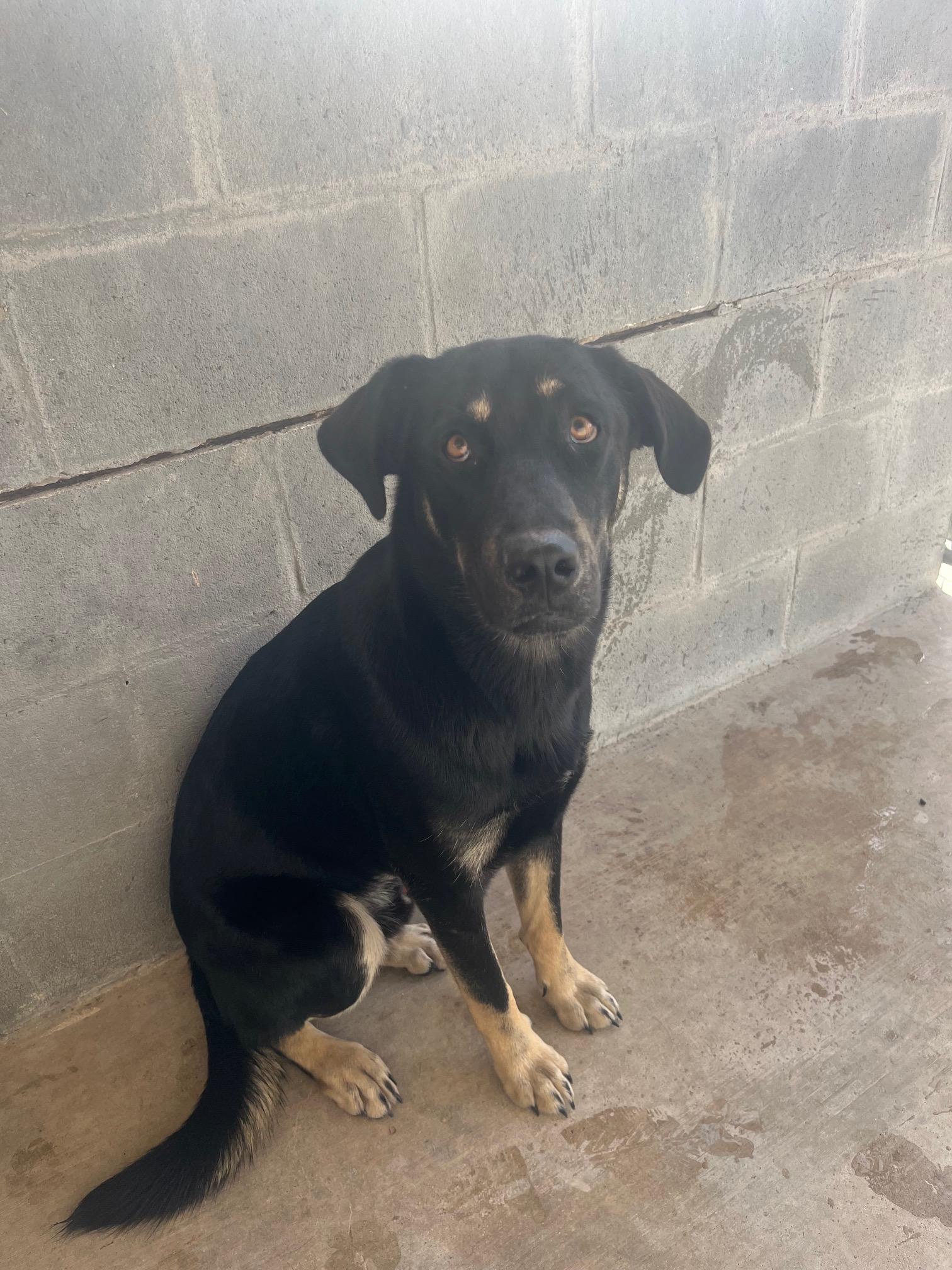 Amazing Remy, a ADOPTABLE mixed breed in West Hartford , CT image 4/4