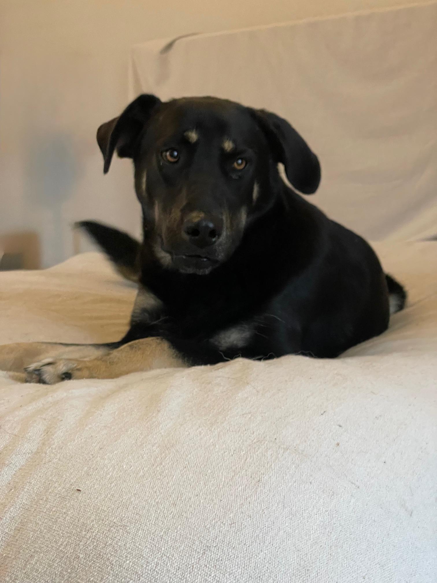 Amazing Remy, a ADOPTABLE mixed breed in West Hartford , CT image 3/4