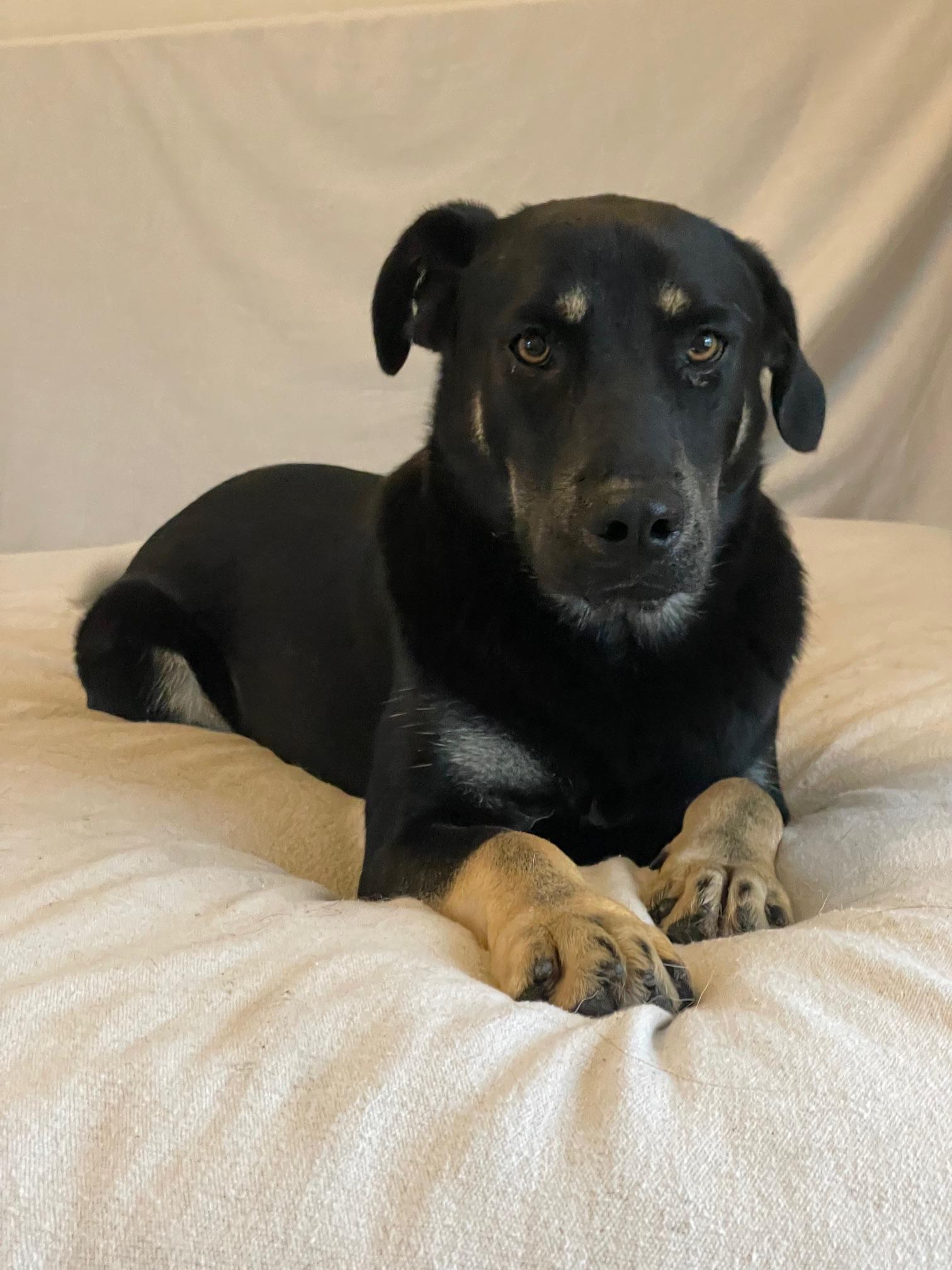 Amazing Remy, a ADOPTABLE mixed breed in West Hartford , CT image 2/4