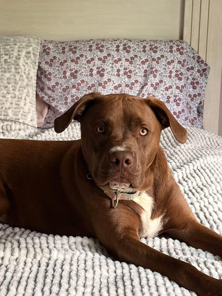 Enlarge Cooper, an adoptable mixed breed in Elyria, OH image 1/6