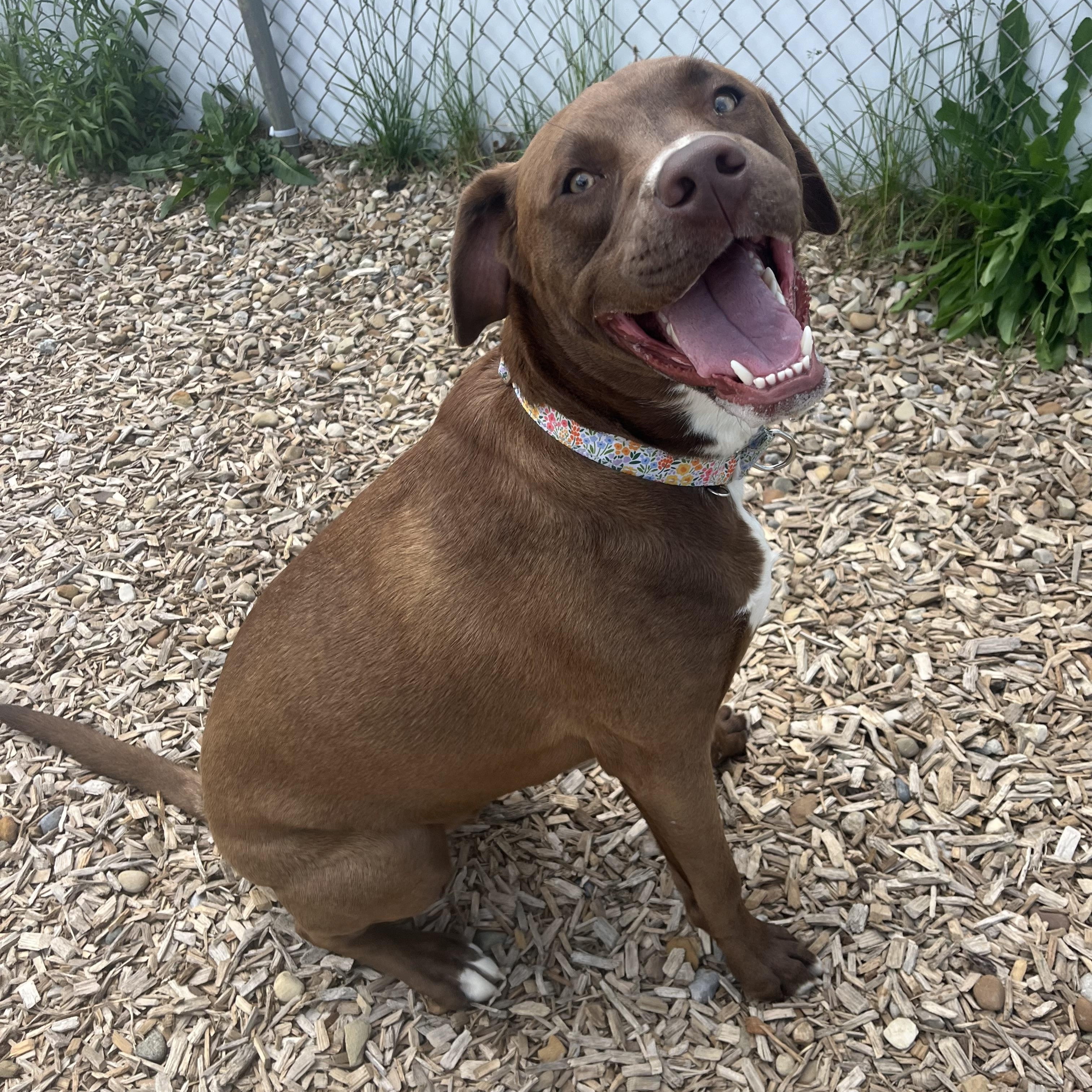 Enlarge Cooper, an adoptable mixed breed in Elyria, OH image 2/6