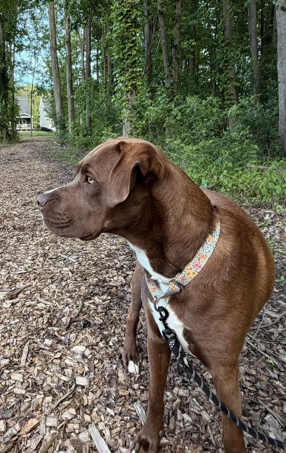 Enlarge Cooper, an adoptable mixed breed in Elyria, OH image 4/6