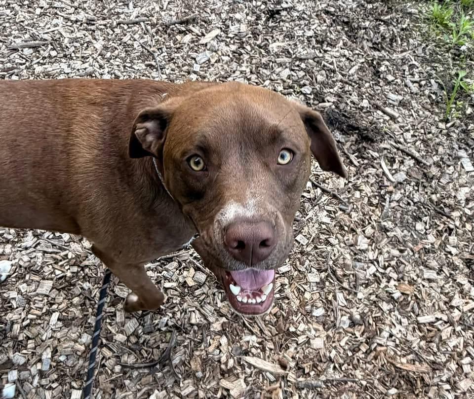 Enlarge Cooper, an adoptable mixed breed in Elyria, OH image 6/6