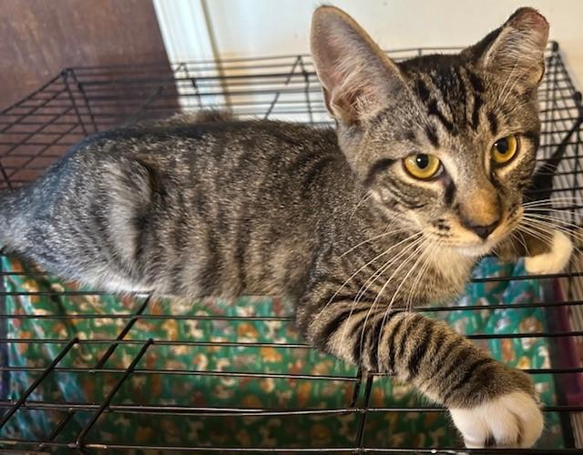 Wrigley, Adopted, Young Male Domestic Short Hair.