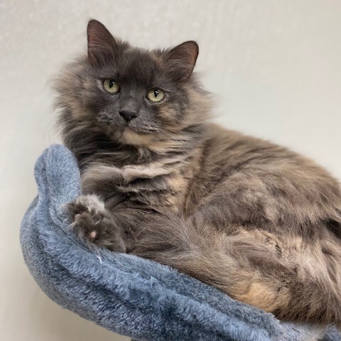 Enlarge Misty, a Adoptable Dilute Tortoiseshell in Centralia, IL image 2/2