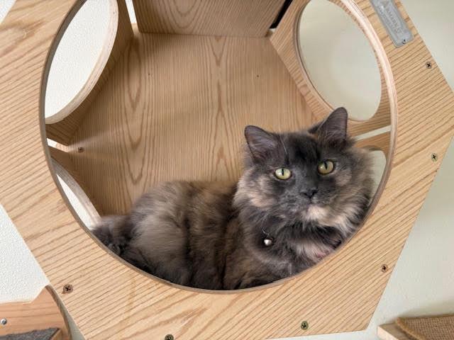 Misty, an adoptable Dilute Tortoiseshell in Centralia, IL, 62801 | Photo Image 1