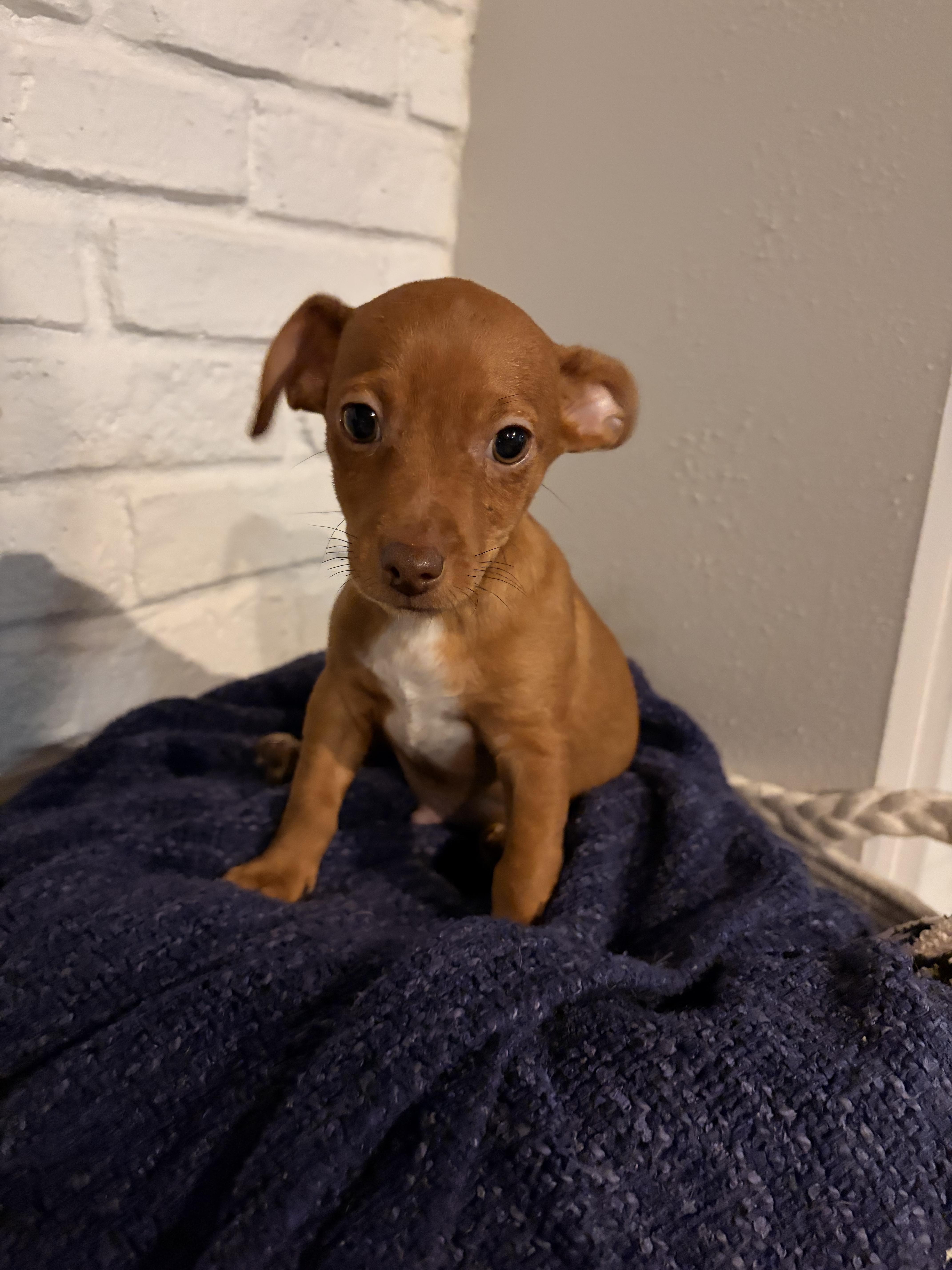 Enlarge Red, a ADOPTABLE mixed breed in Byron, IL image 2/6