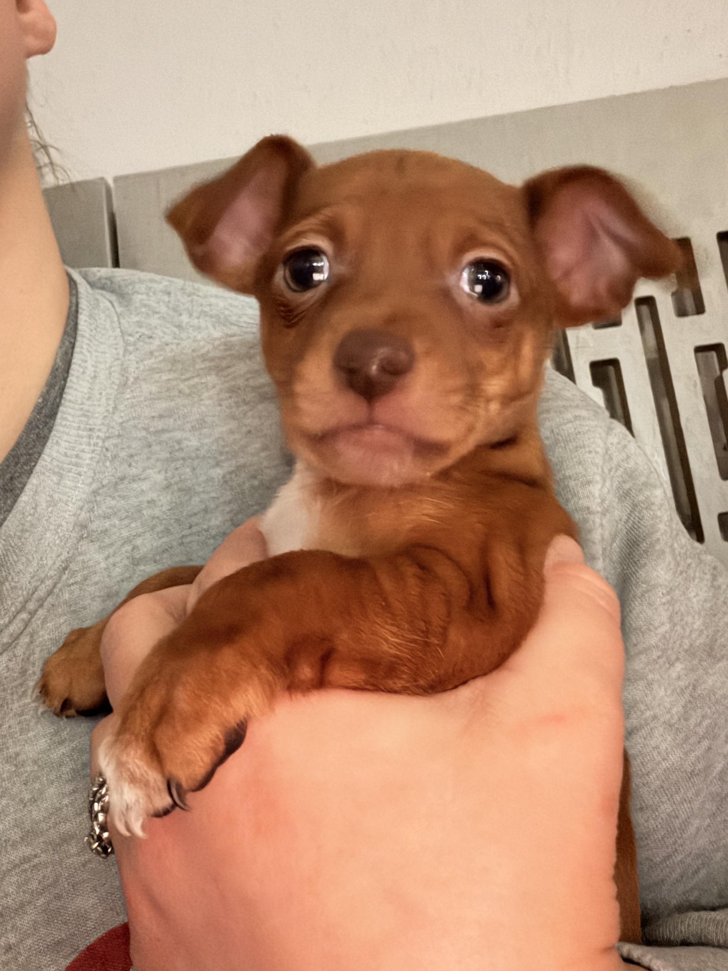 Enlarge Red, a ADOPTABLE mixed breed in Byron, IL image 4/6